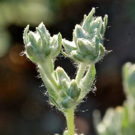 filago arvensis