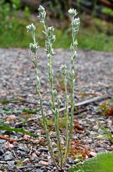 filago arvensis
