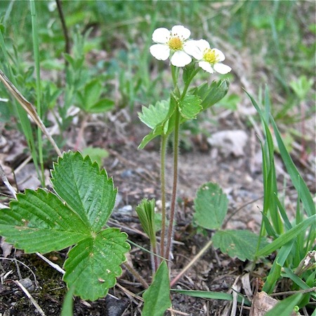 fragaria vesca