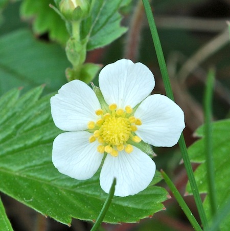 fragaria vesca