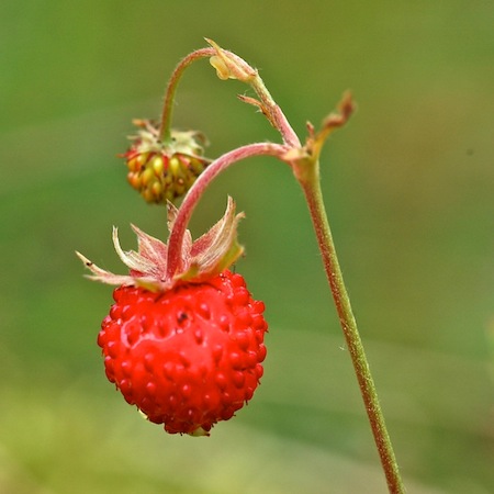 fragaria vesca