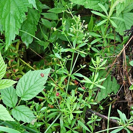 galium aparine