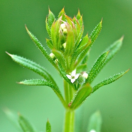 galium aparine