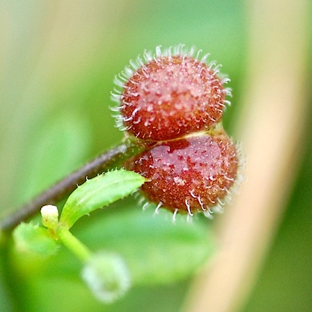 galium aparine
