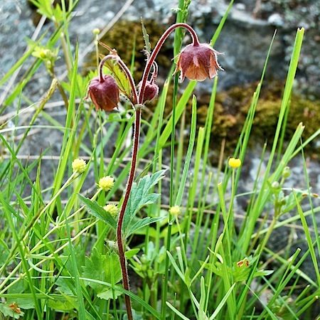 geum rivale