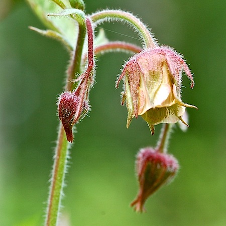 geum rivale