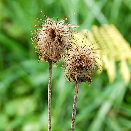 geum rivale
