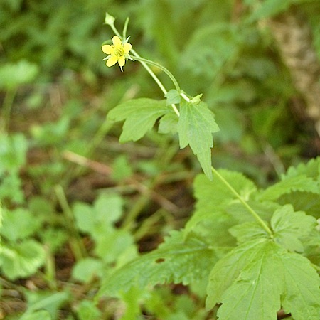 geum urbanum