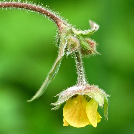 geum rivale x urbanum