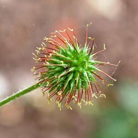 geum urbanum