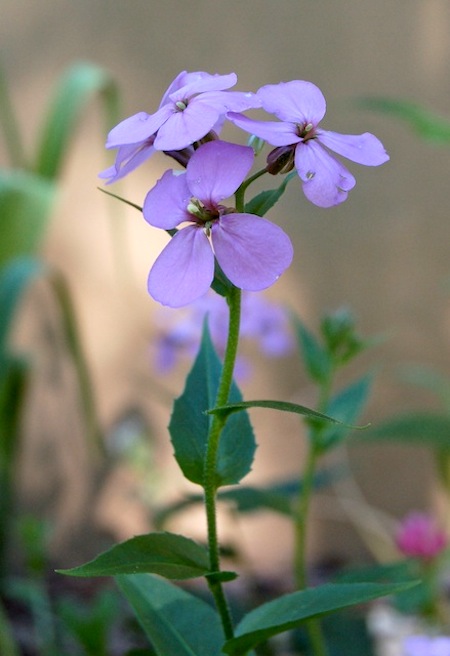 hesperis matronalis