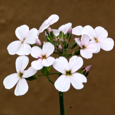 hesperis matronalis