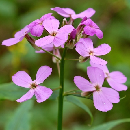 hesperis matronalis