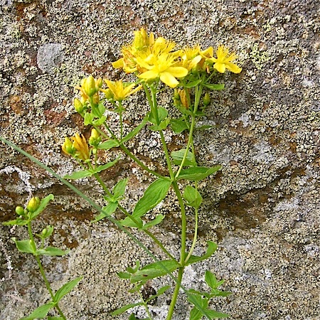 hypericum maculatum