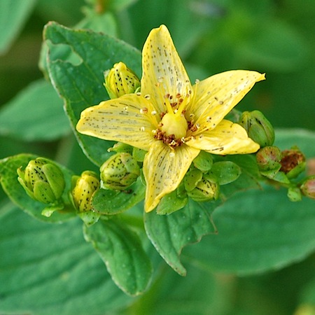 hypericum maculatum