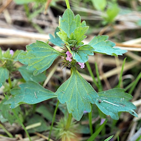 Lamium confertum