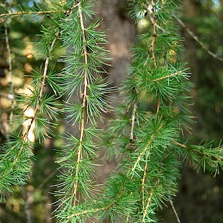 larix sibirica
