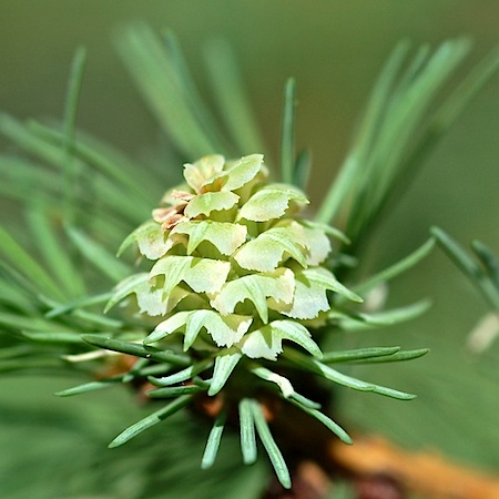 larix sibirica