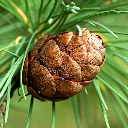 larix sibirica