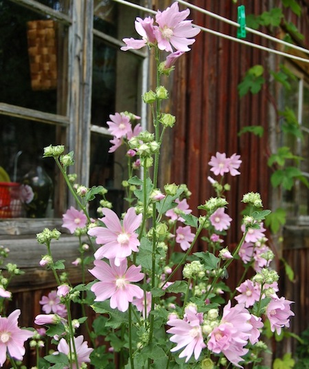 lavatera thuringiaca