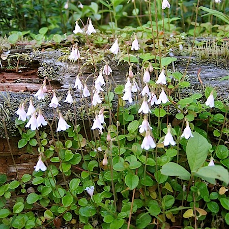 linnaea borealis