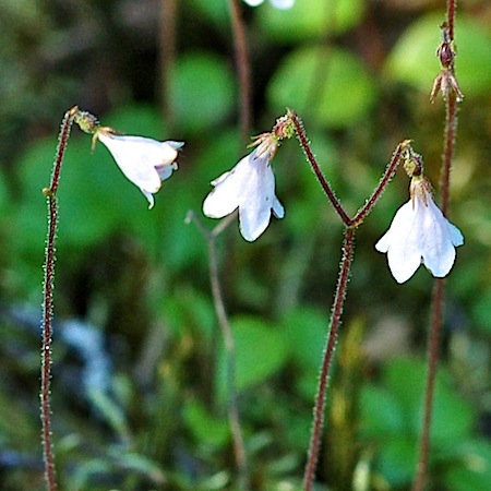 linnaea borealis