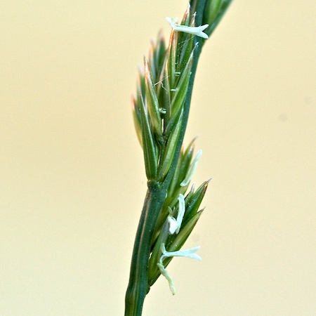 lolium perenne