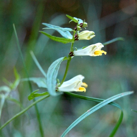 melampyrum pratense