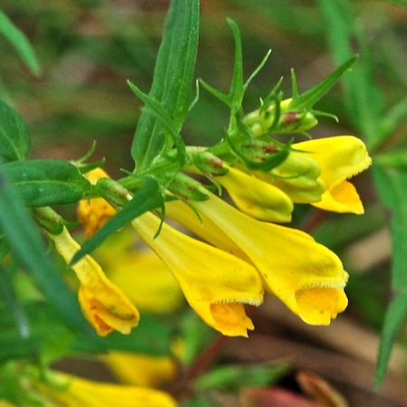 melampyrum pratense