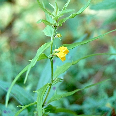 melampyrum sylvaticum