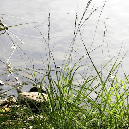 molinia caerulea
