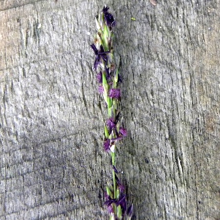 molinia caerulea