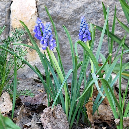 muscari botryoides