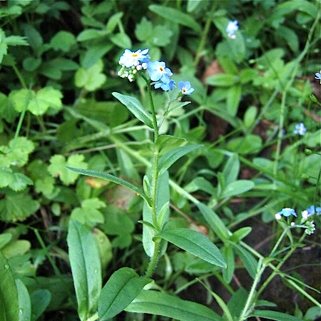 myosotis scorpioides