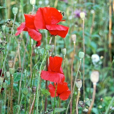 papaver rhoeas