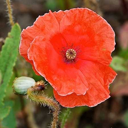 papaver rhoeas