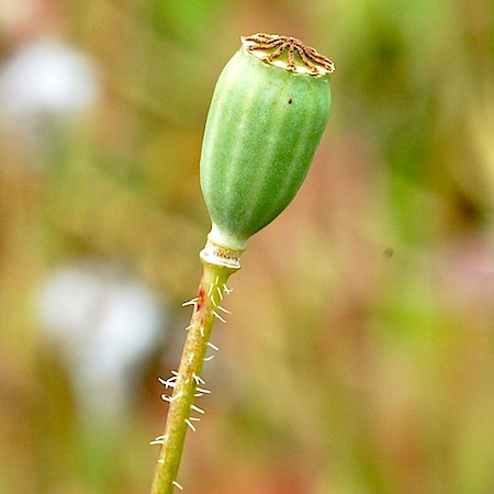 papaver rhoeas