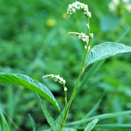persicaria maculosa