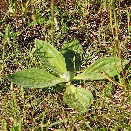 plantago media