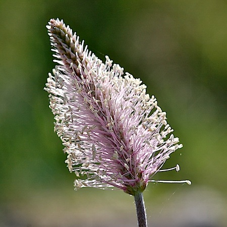 plantago media