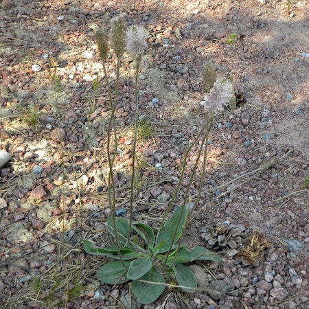 plantago media