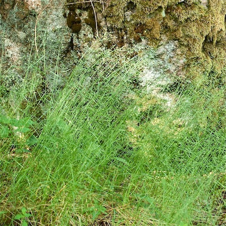 poa nemoralis