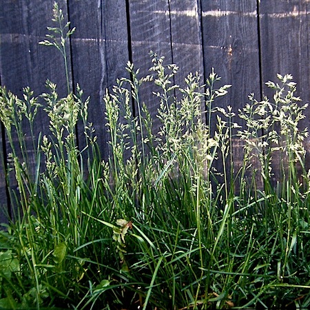 poa pratensis