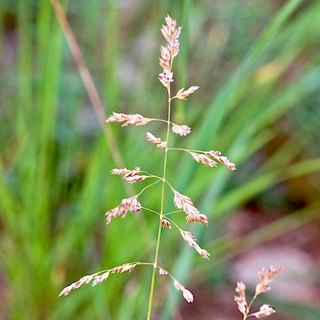 poa pratensis