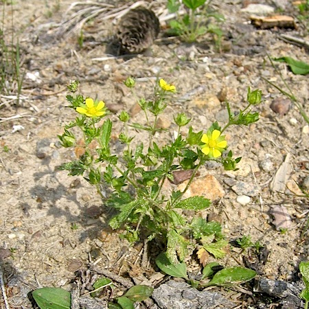 potentilla norvegica