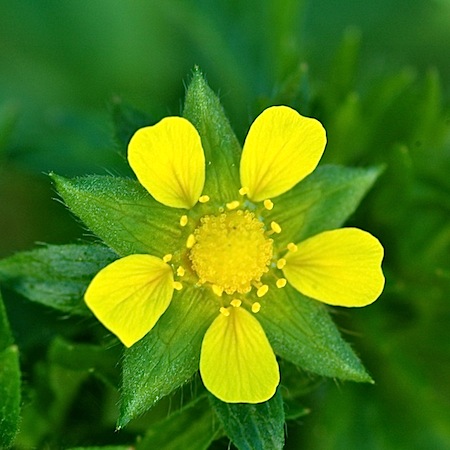 potentilla norvegica