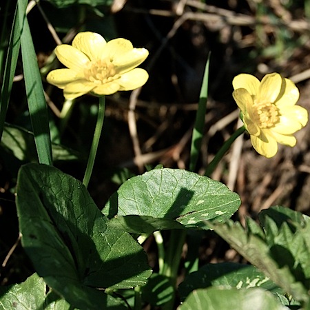 ranunculus ficaria