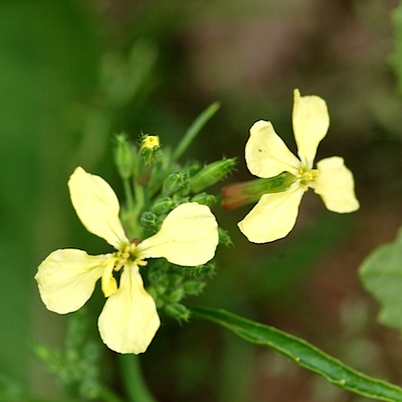 raphanus raphanistrum