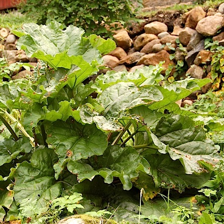rheum rhabarbarum