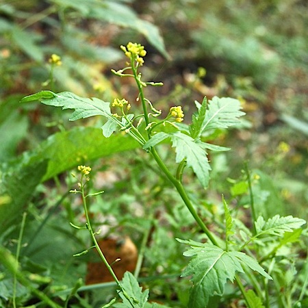 rorippa palustris